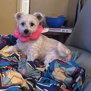 Meet your Posher, Chad